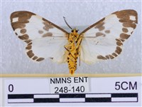 後凸蝶燈蛾藏品圖，第2張