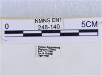 後凸蝶燈蛾藏品圖，第3張