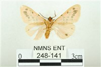 三條橙燈蛾藏品圖，第2張