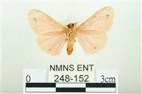 三條橙燈蛾藏品圖，第2張