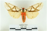 乳白斑燈蛾藏品圖，第1張