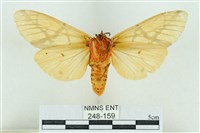 乳白斑燈蛾藏品圖，第2張