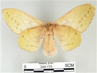 青枯葉蛾藏品圖，第2張