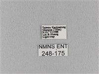 青枯葉蛾藏品圖，第3張