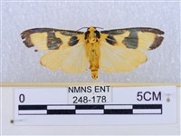 閃光苔蛾藏品圖，第1張