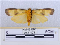 閃光苔蛾藏品圖，第2張