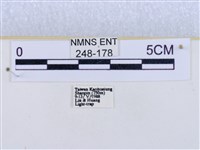 閃光苔蛾藏品圖，第3張