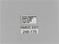 青枯葉蛾藏品圖，第3張