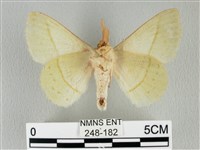 青枯葉蛾藏品圖，第2張