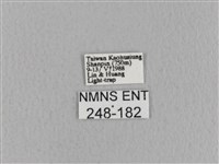 青枯葉蛾藏品圖，第3張