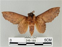 鋸緣枯葉蛾藏品圖，第2張