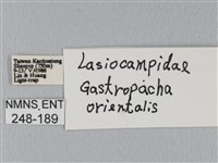 鋸緣枯葉蛾藏品圖，第3張