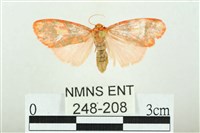 三色豔苔蛾藏品圖，第1張