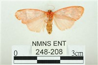 三色豔苔蛾藏品圖，第2張