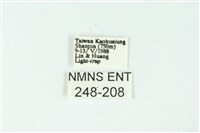 三色豔苔蛾藏品圖，第3張