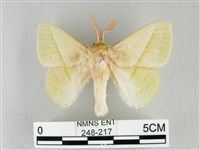 青枯葉蛾藏品圖，第1張