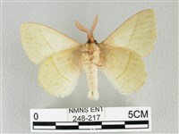 青枯葉蛾藏品圖，第2張