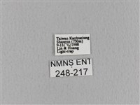 青枯葉蛾藏品圖，第3張