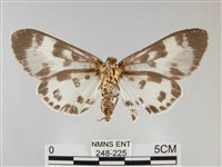 扭擬燈蛾藏品圖，第2張