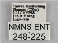 扭擬燈蛾藏品圖，第3張