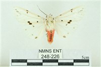 菊池污燈蛾藏品圖，第1張