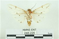 菊池污燈蛾藏品圖，第2張