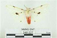 菊池污燈蛾藏品圖，第1張