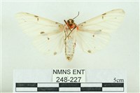 菊池污燈蛾藏品圖，第2張