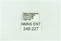 菊池污燈蛾藏品圖，第3張