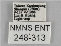 枯葉尺蛾藏品圖，第3張