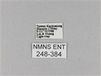 馬尾松枯葉蛾藏品圖，第3張