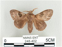 大斑Y毛蟲藏品圖，第1張