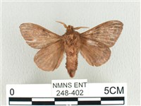 大斑Y毛蟲藏品圖，第2張