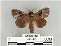 大斑Y毛蟲藏品圖，第1張