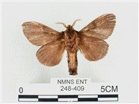 大斑Y毛蟲藏品圖，第2張