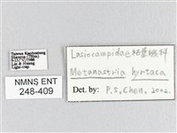 大斑Y毛蟲藏品圖，第3張