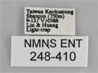 扁刺蛾藏品圖，第3張