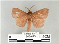 馬尾松枯葉蛾藏品圖，第1張