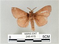 馬尾松枯葉蛾藏品圖，第2張