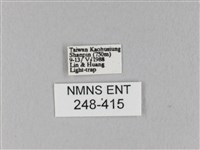 馬尾松枯葉蛾藏品圖，第3張