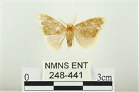 黑翅黃毒蛾藏品圖，第1張