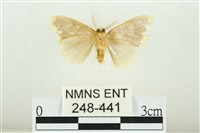 黑翅黃毒蛾藏品圖，第2張