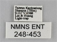 扁刺蛾藏品圖，第3張