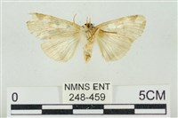 連珠波紋蛾藏品圖，第2張