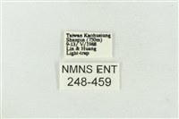 連珠波紋蛾藏品圖，第3張