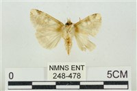 連珠波紋蛾藏品圖，第2張