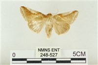 印華波紋蛾藏品圖，第1張