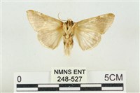 印華波紋蛾藏品圖，第2張