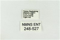 印華波紋蛾藏品圖，第3張