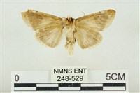 印華波紋蛾藏品圖，第2張